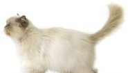 “Cat Chow special care”: корм для кошек с чувствительным пищеварением “Cat Chow special care”: корм для кошек с чувствительным пищеварением