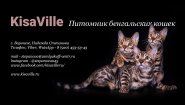 Питомник бенгальских кошек KisaVille / Кисавиль
