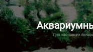 Аквариумный блог Dreamaqua