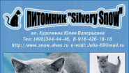 питомник британских кошек Silvery Snow