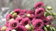 Семицветик