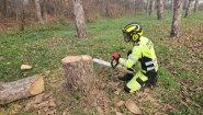 Профессиональные услуги арбориста в Краснодарском крае