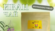 Иван-чай ферментированный крупнолистовой: исконно русский напиток для здоровья и гармонии
