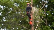 Спил дерева с естественным наклоном в Санкт-Петербурге и ЛО Спил дерева с естественным наклоном в Санкт-Петербурге и ЛО